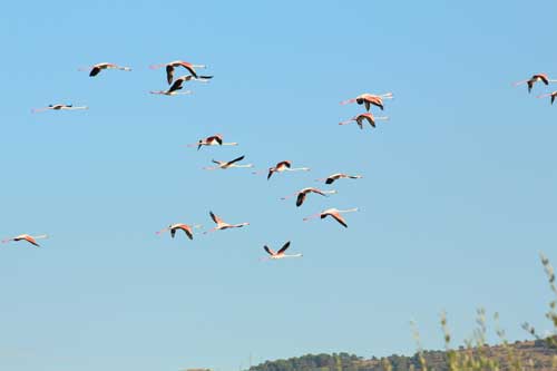 Flamingos en vuelo