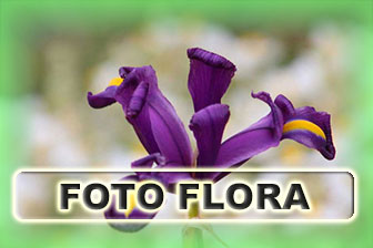 FOTOS FLORA